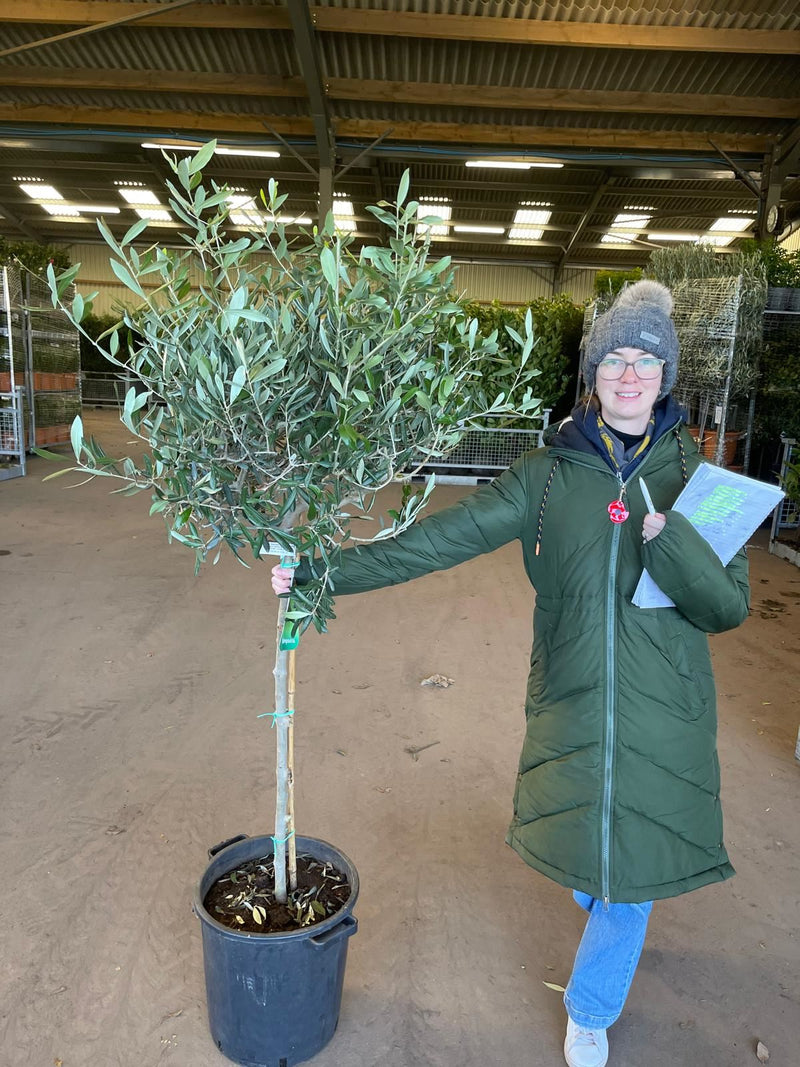 Olea Europea - Olive 1/2 Standard 35 Litre Pot 90 cm Stem