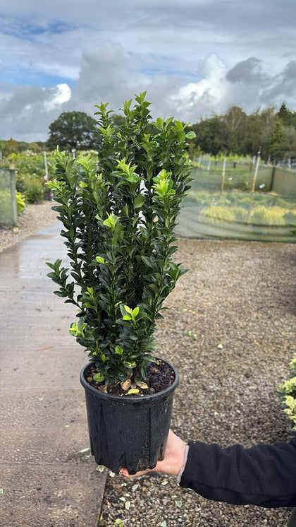 Euonymus Green Spire 3 Litre Pot 40/50cm
