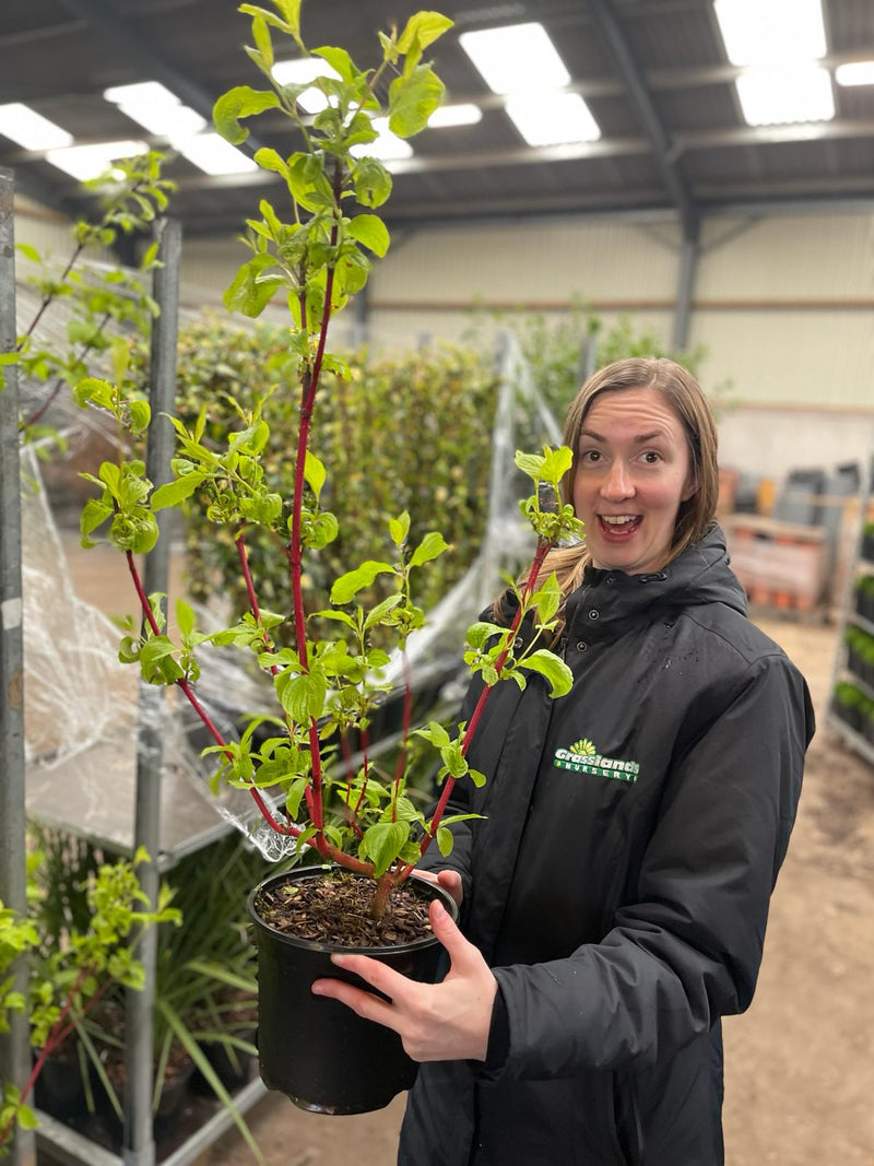 Cornus Alba Siberica 3 Litre Pot
