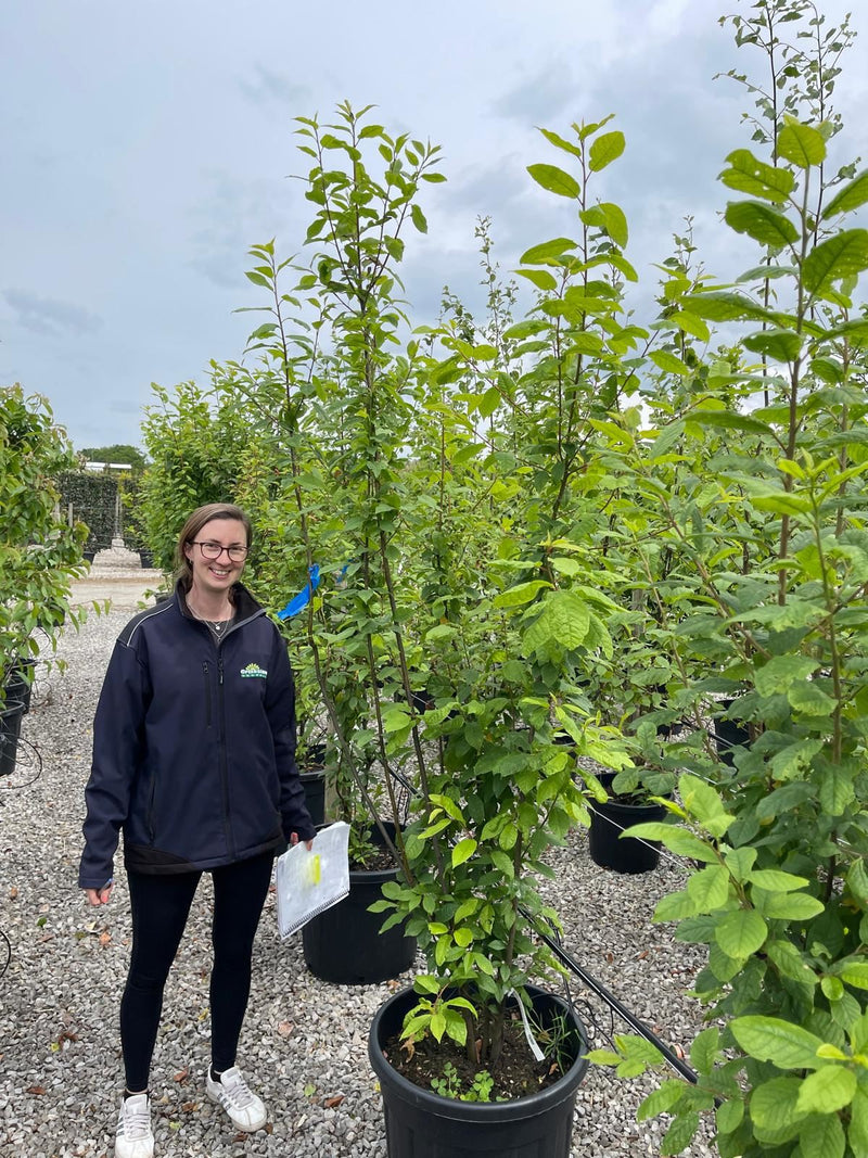Prunus Avium Multi Stem 125/150cm 55 Litre Pot