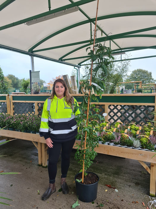 Laburnum Vossii 20 Litre Pot 210/220cm