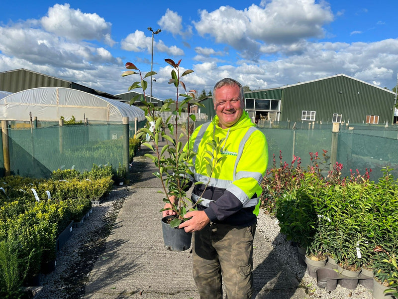 Photinia Red Robin 3.5 Litre Pot