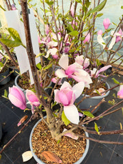 Magnolia soulangeana Andre Leroy 15 Litre Pot