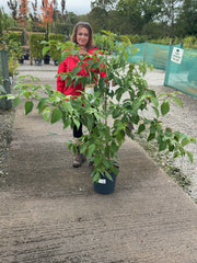 Cornus Controversa 12 Litre Pot 125/150cm