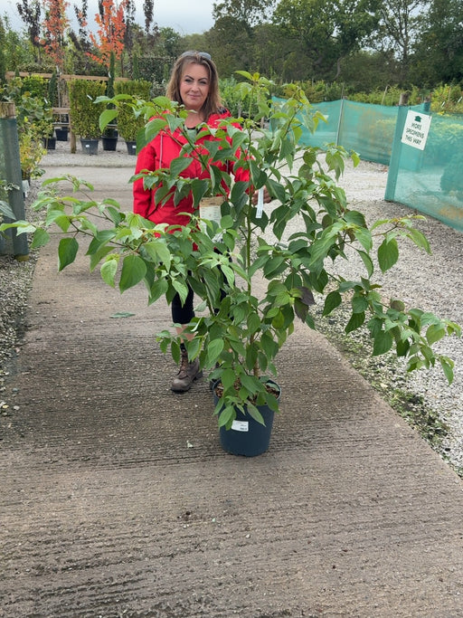 Cornus Controversa 12 Litre Pot 125/150cm