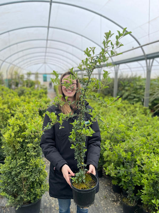 Pyracantha Soleil D'Or 2 Litre Pot 100cm Plus