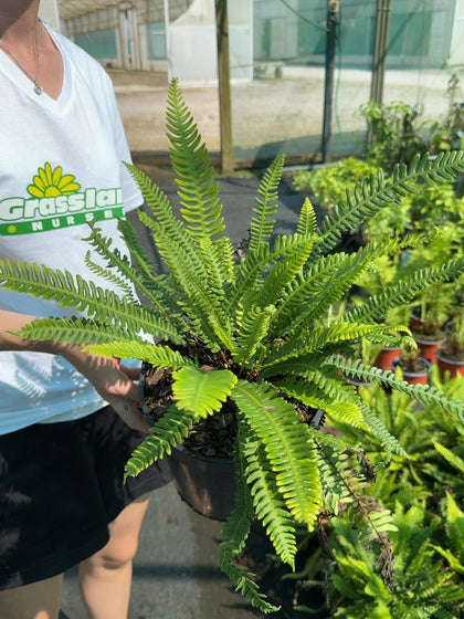 Blechnum spicant - Hard Fern 3 Litre Pot
