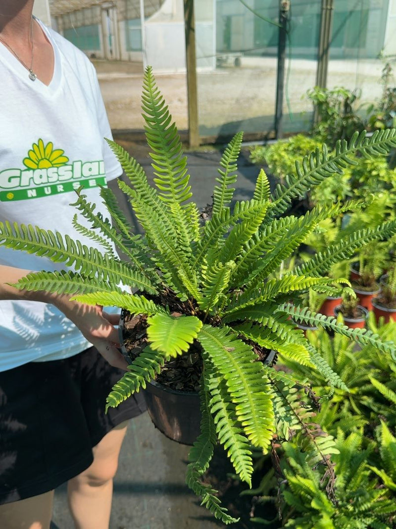 Blechnum spicant - Hard Fern 3 Litre Pot