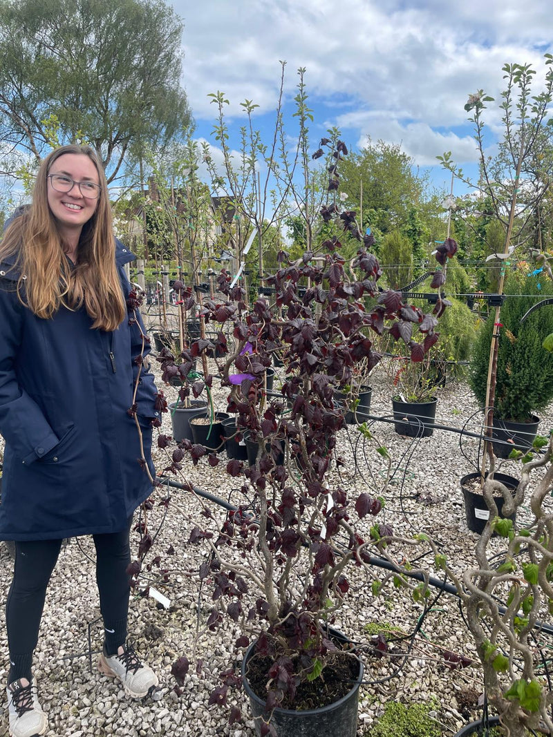 Corylus Maxima Purpurea 20 Litre Pot