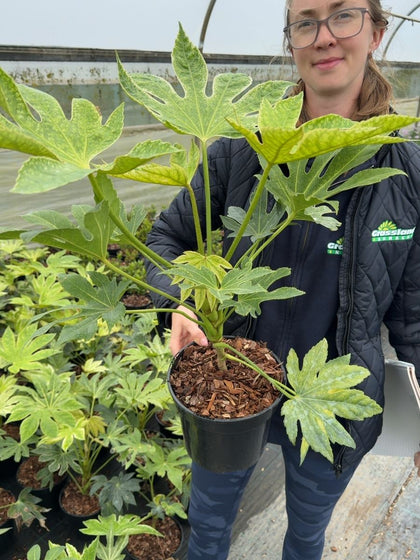 Fatsia japonica 'Spider's Web' - Variegated Japanese Aralia 3 Litre Pot