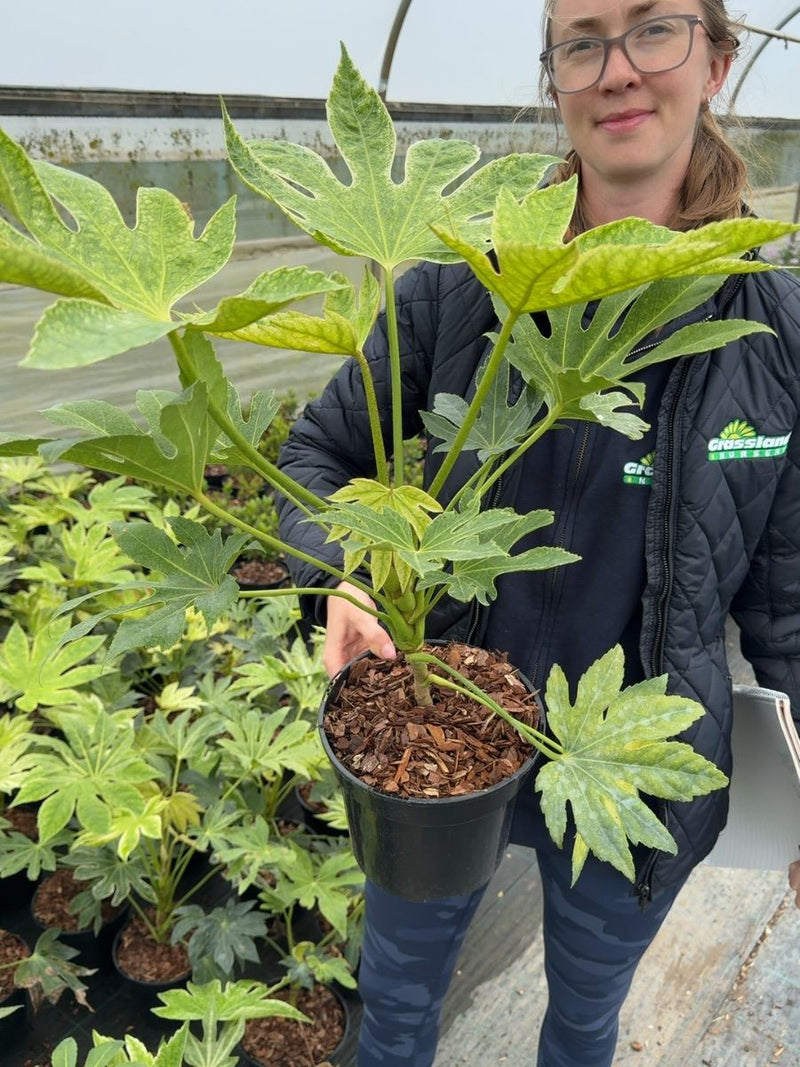 Fatsia japonica 'Spider's Web' - Variegated Japanese Aralia 3 Litre Pot