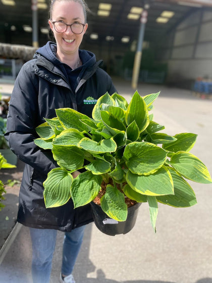 Hosta Frances Williams 7.5 Litre Pot