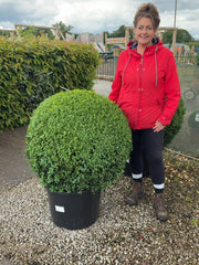 Buxus Ball 50 Litre Pot 80-85cm Diameter