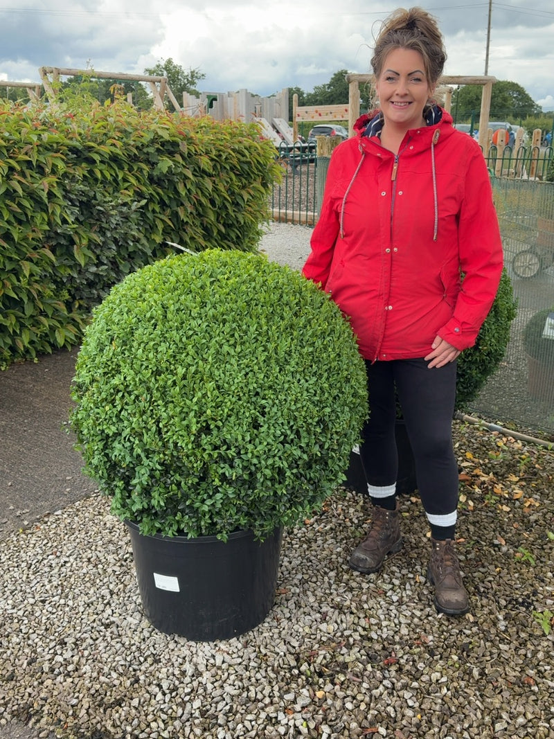 Buxus Ball 50 Litre Pot 80-85cm Diameter