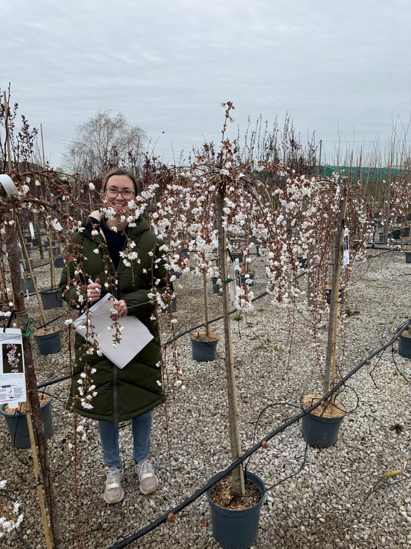 Prunus Snow Fountain Half Standard 10 Litre Pot