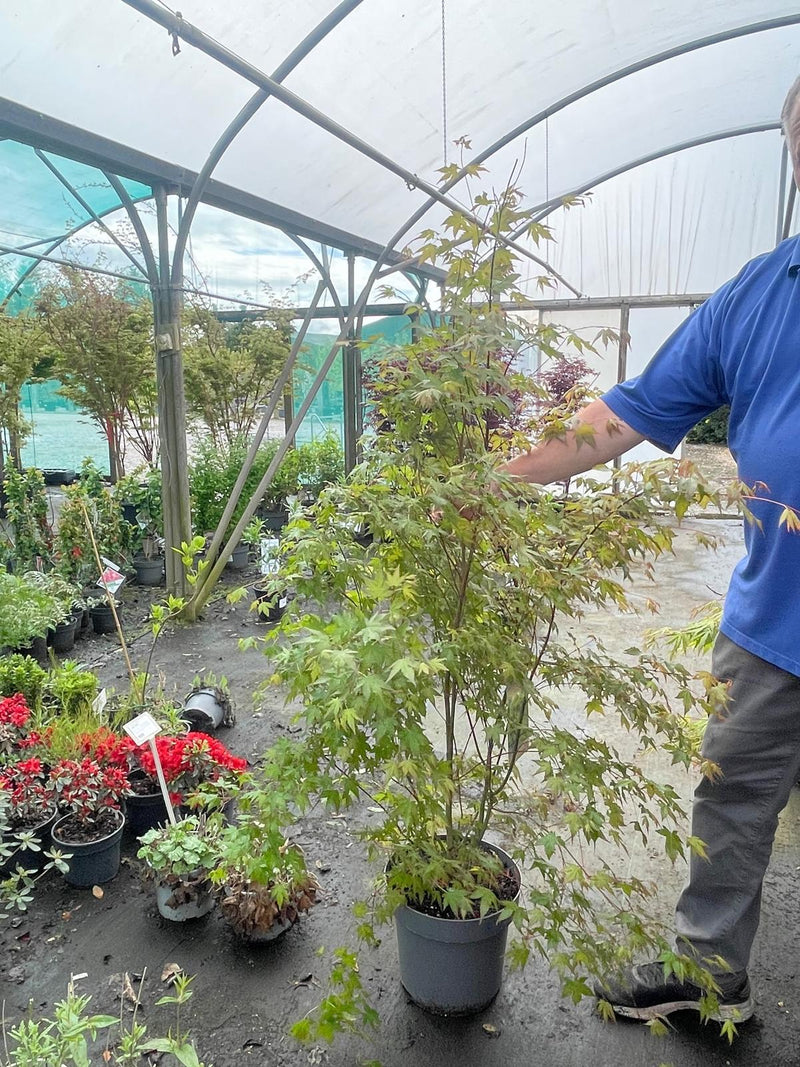 Acer Palmatum 12 Litre Pot 125/150cm