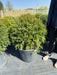 Yew Or Taxus Baccata Ball 80/85cm Pre Order/Ready For June