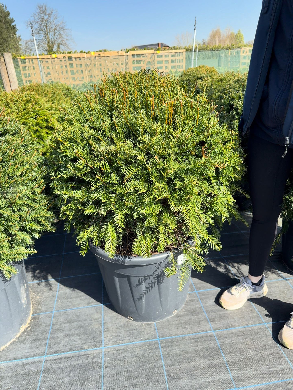 Yew Or Taxus Baccata Ball 80/85cm