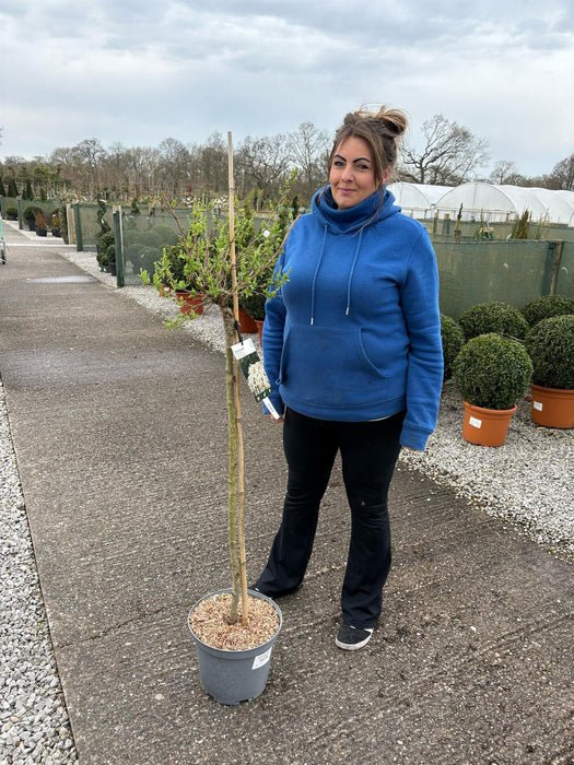 Exochorda x Macrantha The Bride 1/2 Standard 10 Litre