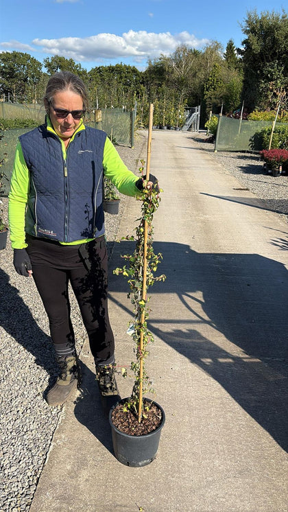 Hedera Goldheart 7 Litre Pot
