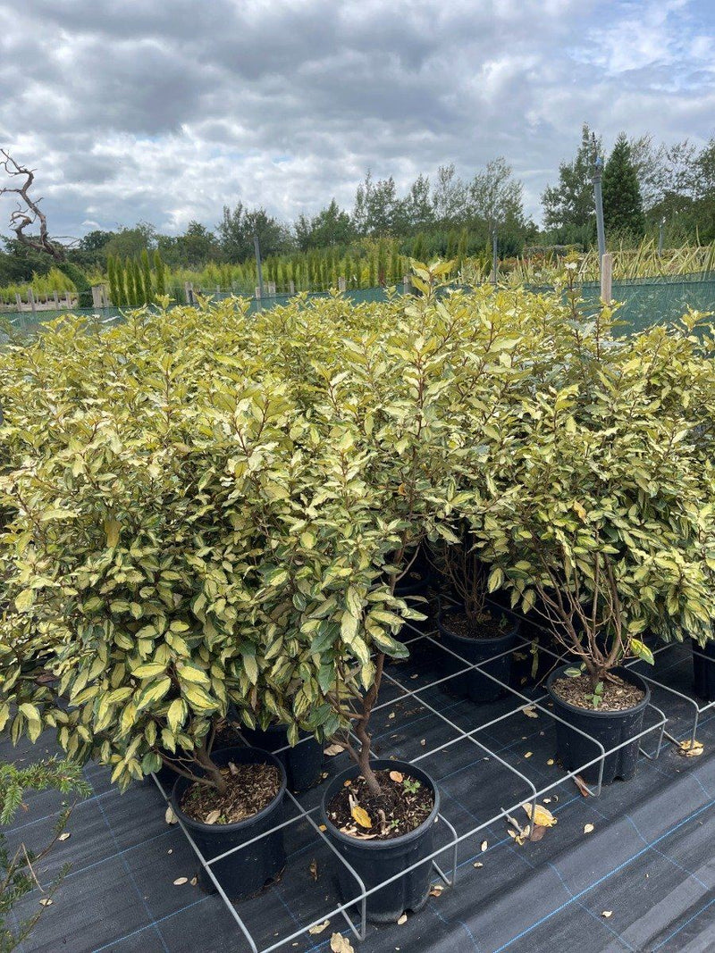 Elaeagnus x Ebbingei Maryline 9 Litre Pot