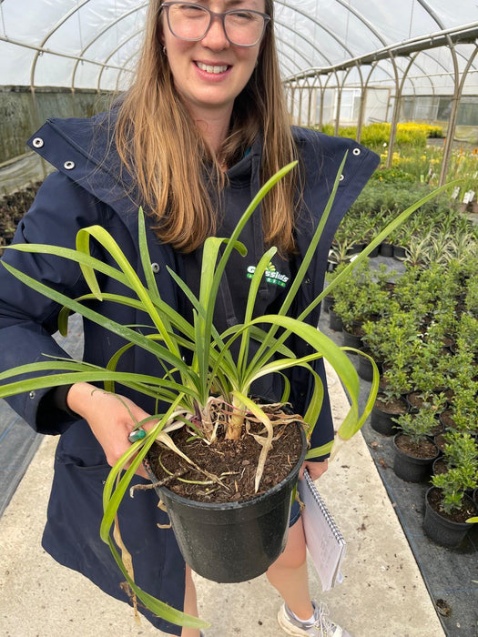 Agapanthus Africanus Bleu 3 Litre Pot