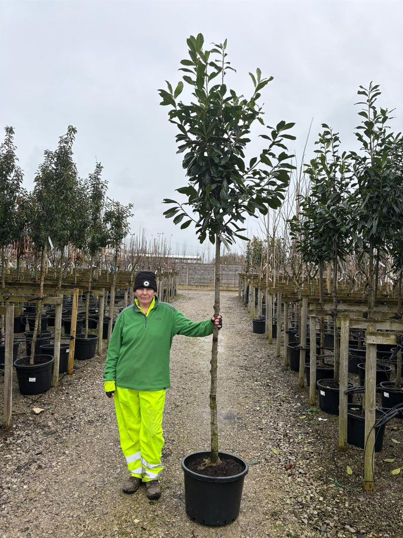 Prunus laur. Novita Full Standard 10/12cm Girth 160cm Stem