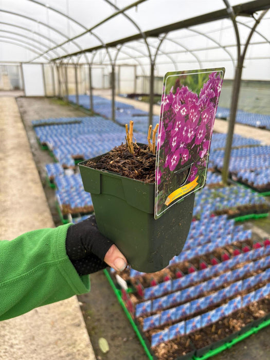 Phlox Purple Kiss 11cm Pot