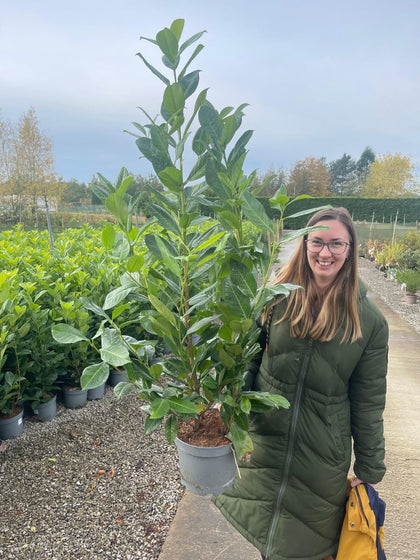 100 x  Cherry Laurel Deal 5 Litre Pot 70/80cm