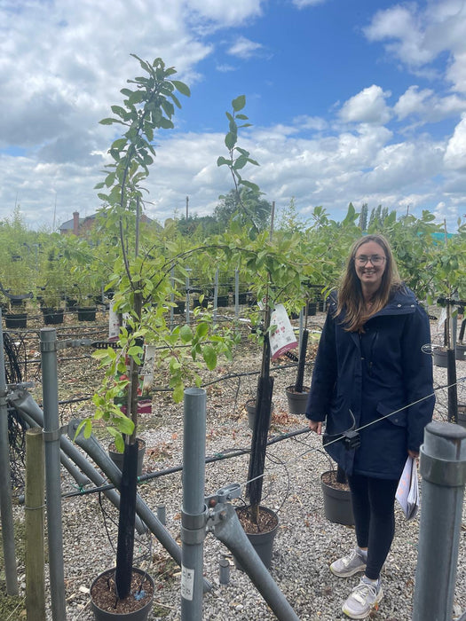 Plum Prunus Dom. Victoria 7.5 Litre Pot Half Standard
