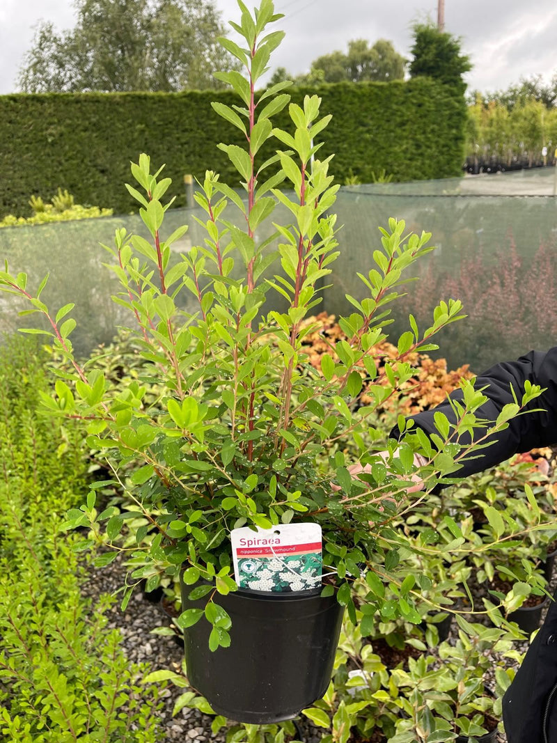 Spiraea japonica Snowmound 3 Litre Pot