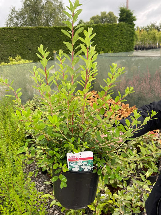 Spiraea japonica Snowmound 3 Litre Pot