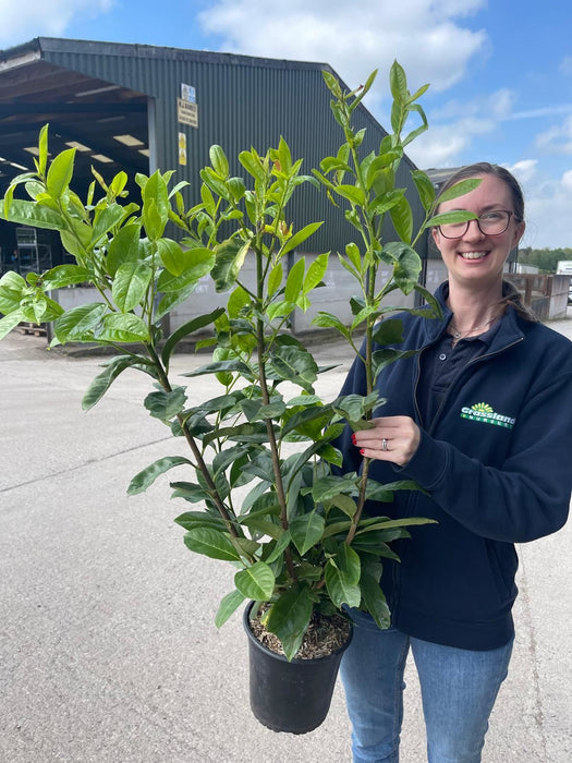 Laurel Hedging 4.5 Litre 50-60cm