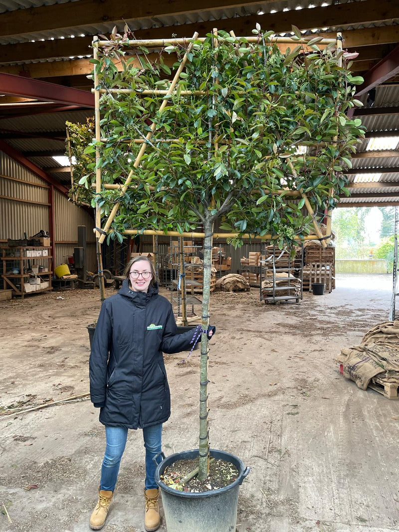 Photinia Red Robin Pleached 150cm Stem 120 x 150 cm