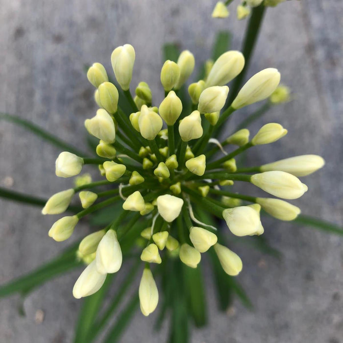 Agapanthus Amourette Superb White 1.5 Litre Pot