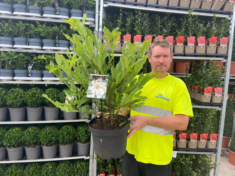 Magnolia Stellata 10 Litre Pot