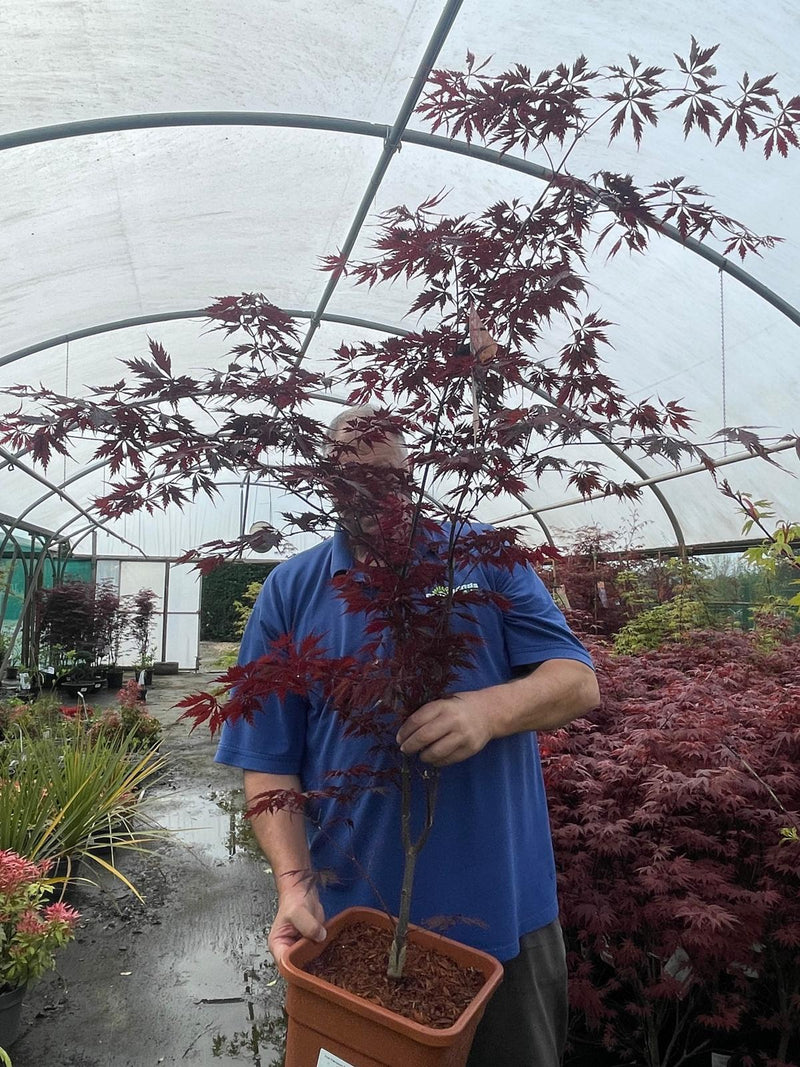 Acer Palmatum Black Lace 14 Litre Pot