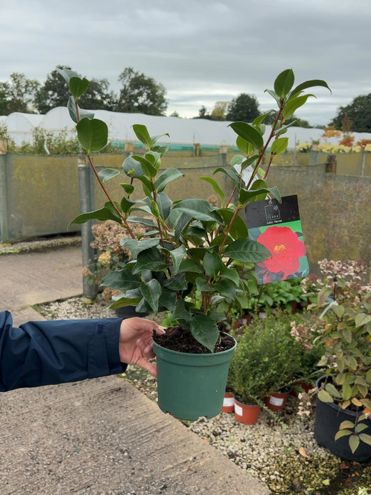Camellia Jules Verne 1.5 Litre Pot