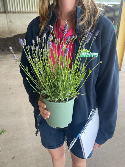 Big Deal Lavender Angustifolia Hidcote 13cm Pot x 40