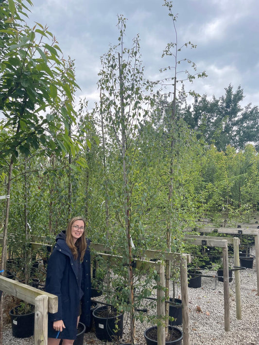 Betula Albo. Fascination Std 8-10cm Girth
