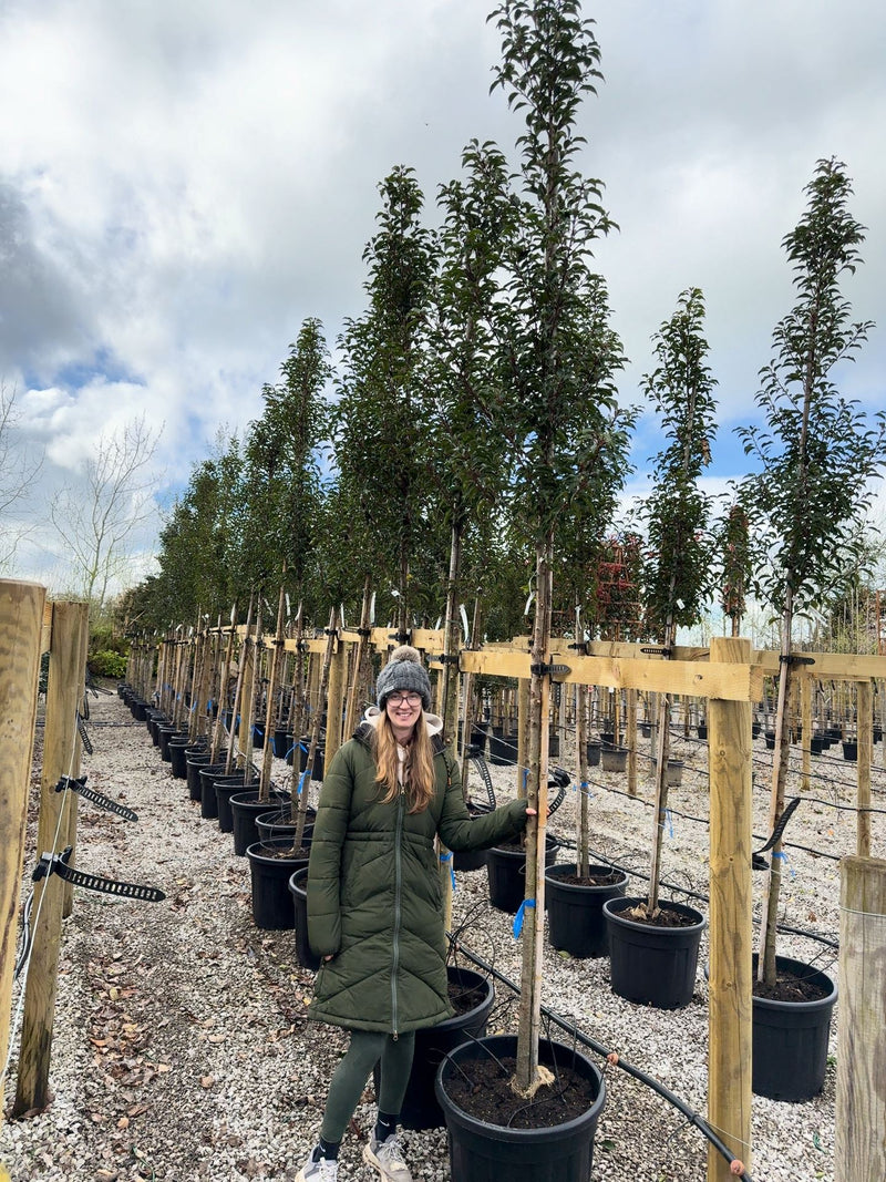 Prunus Lusitanica Brenelia 12-14cm Girth Full Standard 180cm Stem Pre Order/Ready For June