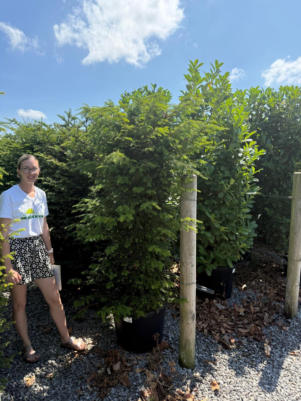 Yew Hedging 160-180cm Extra Wide 55 Litre Pot