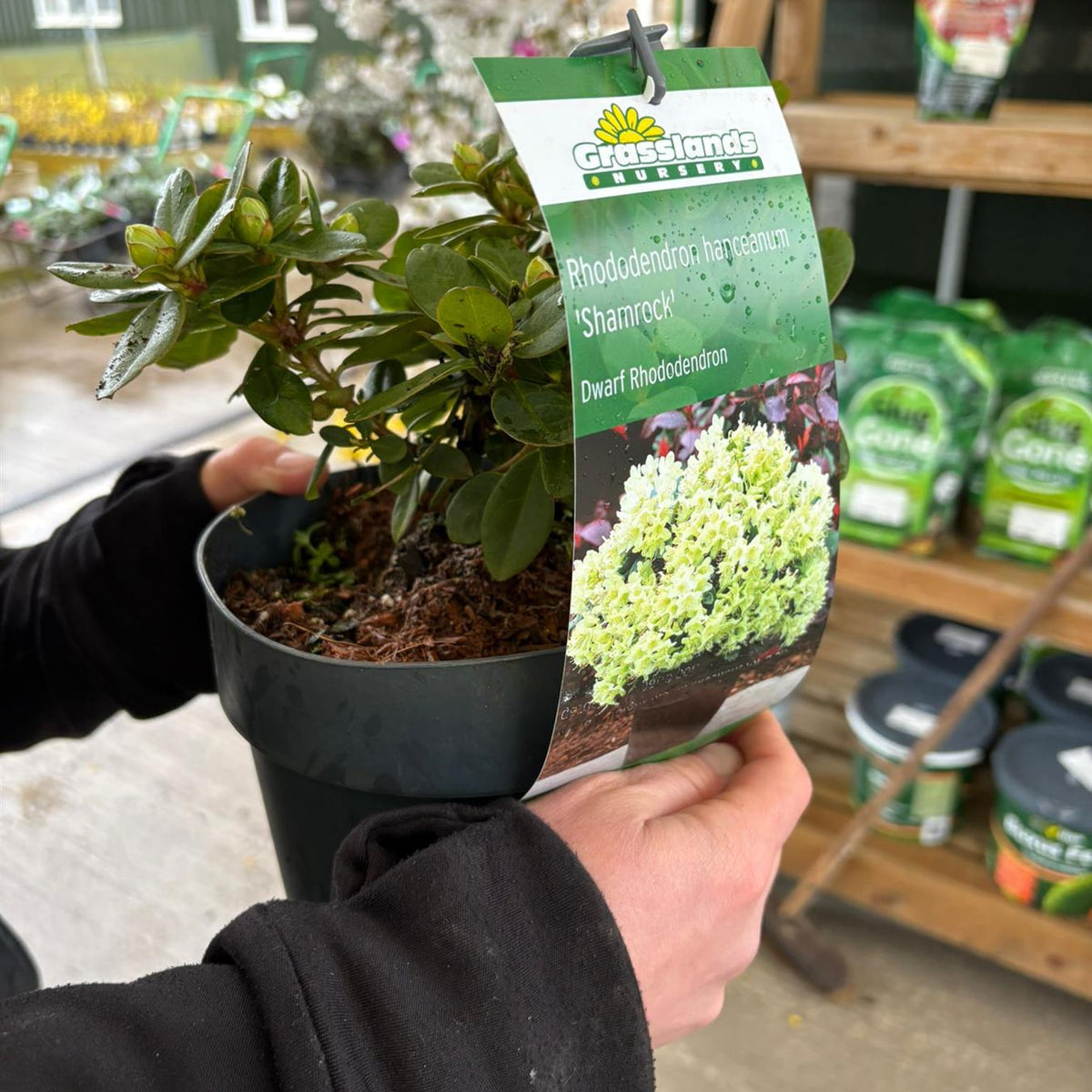 Rhododendron hanc. Shamrock 2.3 Litre Pot — Grasslands Nursery