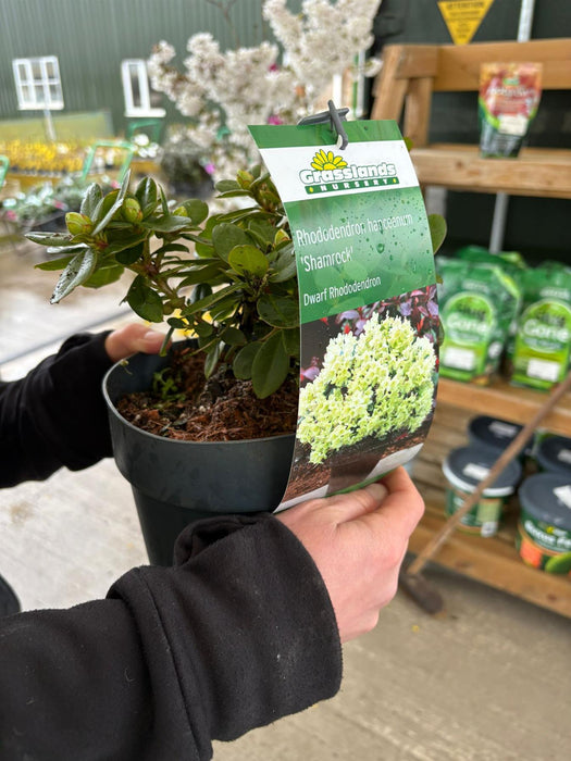 Rhododendron hanc. Shamrock 2.3 Litre Pot