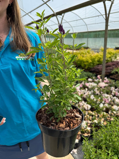 Salvia jamensis 'Magical Rio Grande' - Autumn Sage 3 Litre Pot