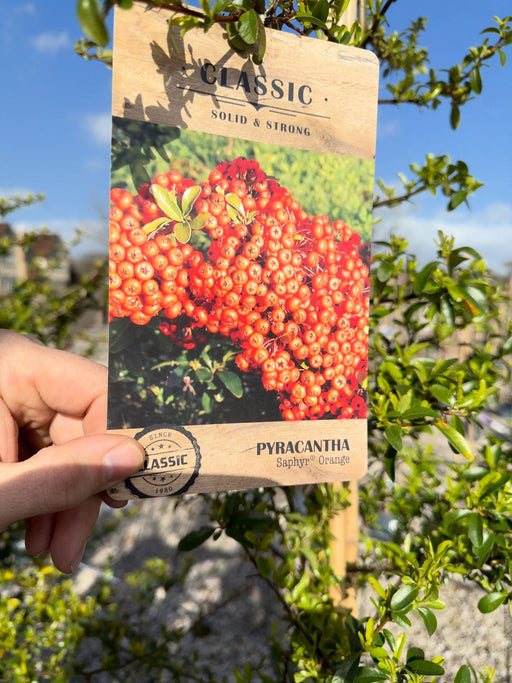 Pyracantha Orange Sapphire 12 Litre Pot 150/175cm