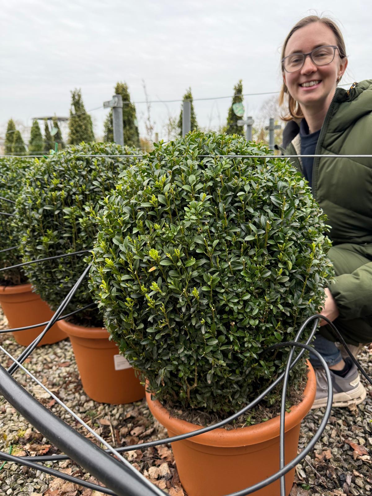 Buxus Sempervirens Ball 15 Litre Pot 45-50cm