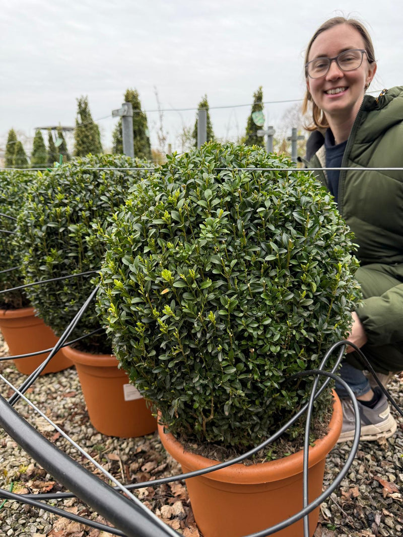 Buxus Sempervirens Ball 15 Litre Pot 45-50cm — Grasslands Nursery