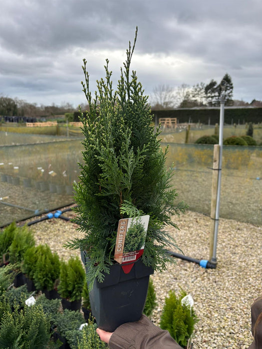 Chamaecyparis White Spot 2 Litre Pot