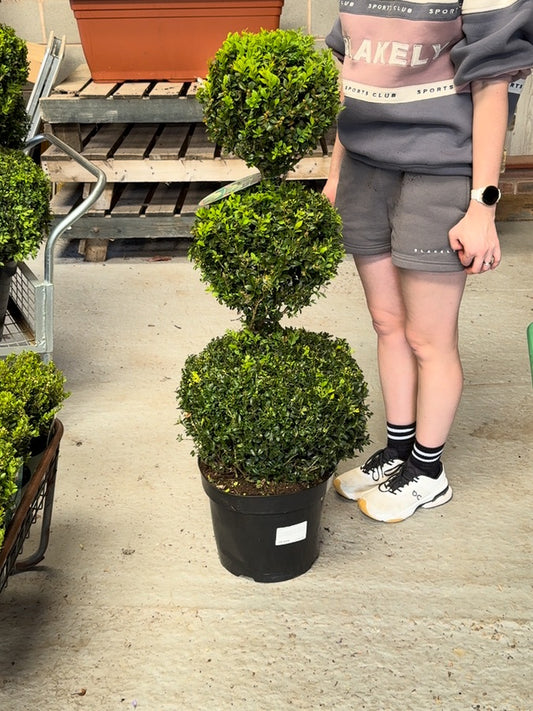 Buxus Sempervirens Trio-Ball Stack 12 Litre Pot